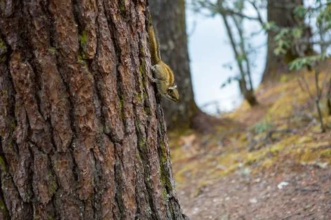 Close up of a squirrel on a tree in China Stock Photos