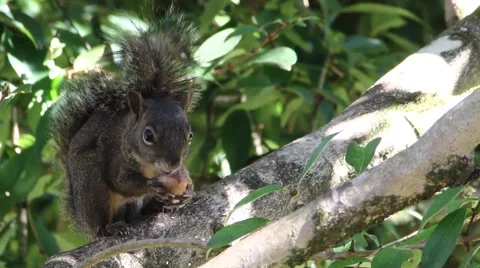 Close of squirrel on a tree eating, scratching and leaving the branch Stock Footage 55195420