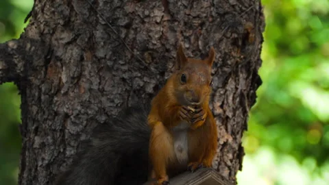 Close-up of squirrel on tree trunk Video stock 295312242