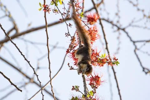 Close-up Squirrel was Eating a Red Flower while Perching on a Branch Stockfoto's