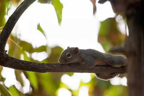 Close-up Squirrel was Perched on a Branch Stock Photos