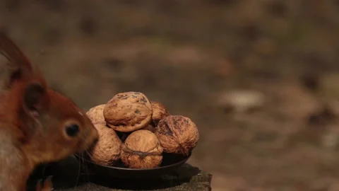 Close-up of a squirrel's face picks a nut in the forest. Video stock 154783617