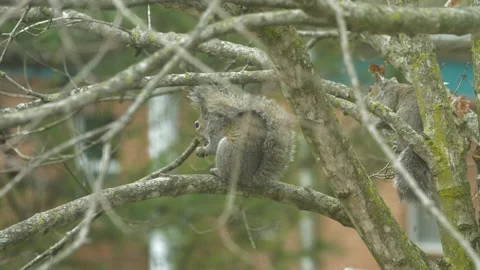 Close Up on Squirrels in Tree Stock Footage 140898466