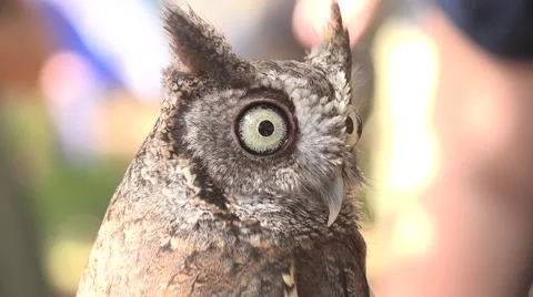 Close Up Sreech Owl Turns Its Head Video stock 56797541