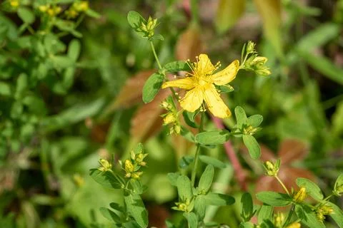 Close-up of st. John's wort flower showcasing latvia's medicinal herbs Stock Photos