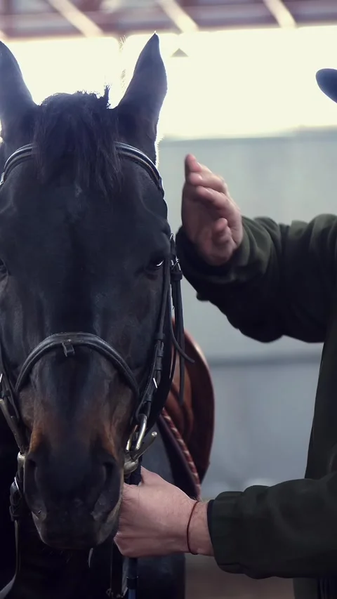 Close-up, in a stable, a man strokes a muzzle of a thoroughbred, black horse Stock Footage 315090817