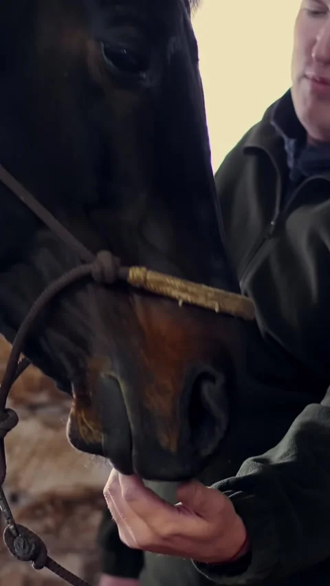 Close-up, in a stable, a man strokes a muzzle of a thoroughbred, black horse Stock Footage 315442070