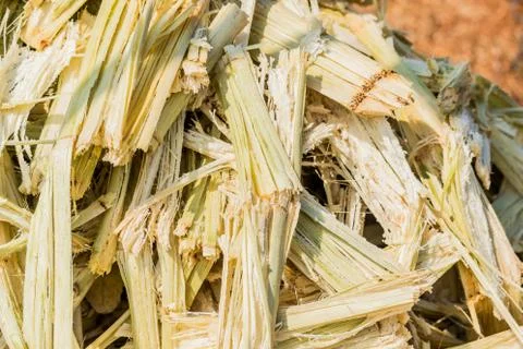 Close up stack bagasse of sugarcane Foto stock