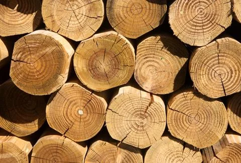 Close up of a stack of cut logs. Photos