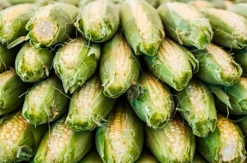 Close up of stack of fresh corn on the cob at a fruit and vegetable market. Stock Photos