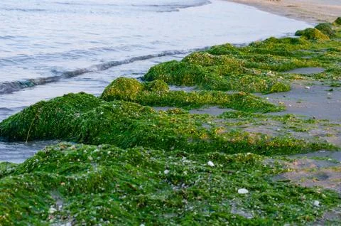 Close-up   stack of green  seaweed at seashore . Seaweed invasion threat. Stock Photos