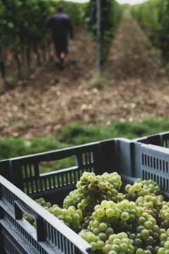 Close up of stack of grey plastic crated with freshly picked green grapes at a 스톡 사진