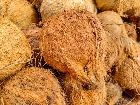 Close up stack of husked brown coconuts with textured fiber details Stock Photos