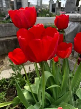 Close up of a stack of poppy Stock Photos