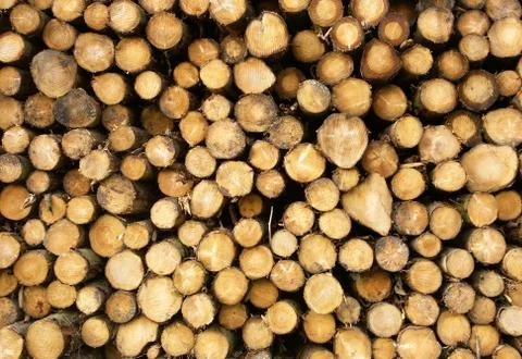Close up of stacked cut forest tree logs. Stock Photos