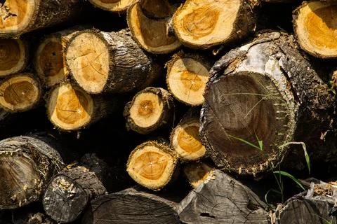 Close Up Stacked Cut Tree Logs for Deforestation and Illegal Logging Indust.. Stock-Fotos