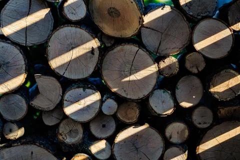 Close-up of stacked firewood logs with tree rings and bark in contrast sunlight  Stockfoto's