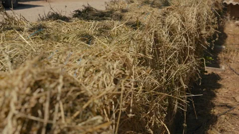 Close up of stacked hay bales drying in bright summer sun on Mediterranean Stock Footage 339417551
