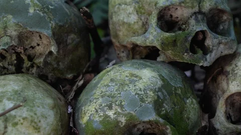 Close up of stacked up human skulls on rock in forest in Trunyan, Bali Stock Footage 140270764