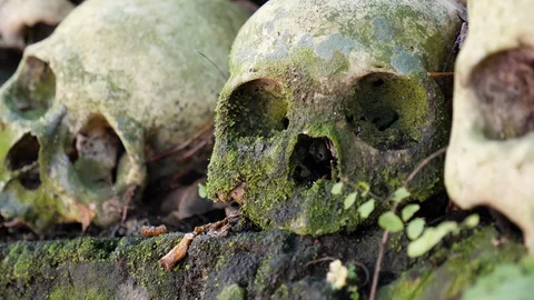 Close up of stacked up old human skulls on rock in forest in Trunyan, Bali Stock-Footage 140273913