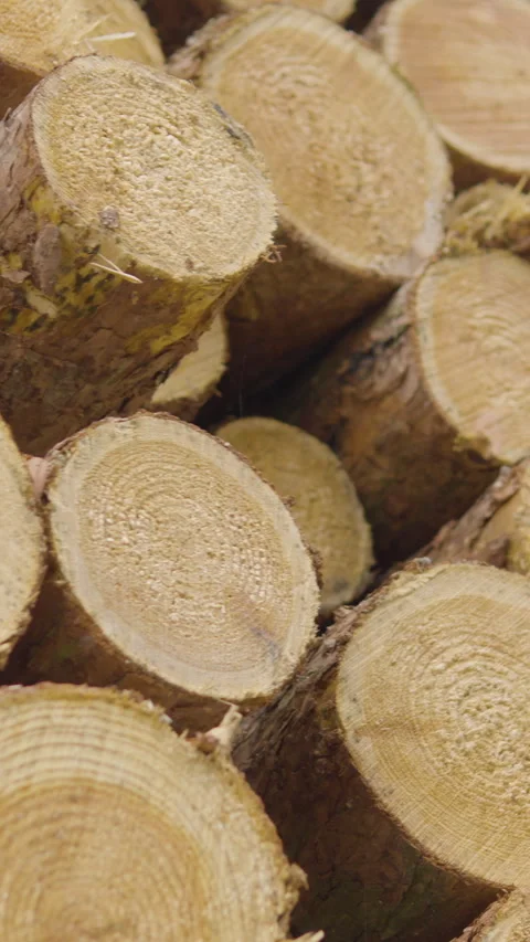 Close Up Of Stacked Pine Wood Logs In Vertical Format Stock Footage 332995883