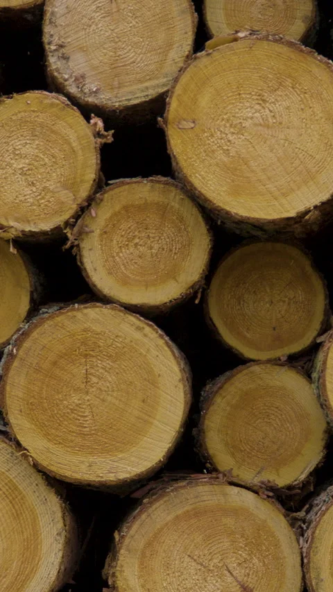 Close Up Of Stacked Pine Wood Logs In Vertical Format Stock Footage 332997371