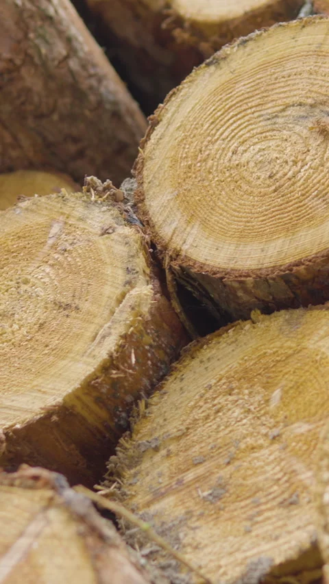 Close Up Of Stacked Pine Wood Logs In Vertical Format Stock Footage 332997573