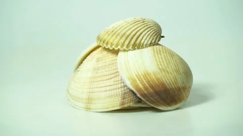 Close up of stacked shells that is spinning Vidéo 187492826