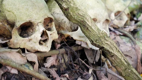Close up of stacked up skulls on rock in forest in Trunyan, Bali, Indonesia Stock Footage 140274602