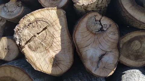 Close-up of stacked tree logs with detailed annual rings and weathered wood t Stock-Footage 333985789