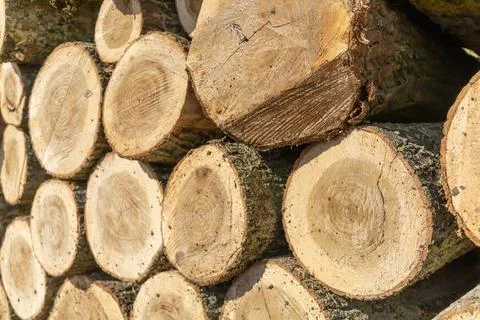 Close-up of stacked tree trunks with visible annual rings and bark. Stock Photos