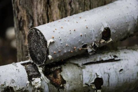 Close-up of stacked white birch logs with textured bark and dark knots outdoo Stock Photos