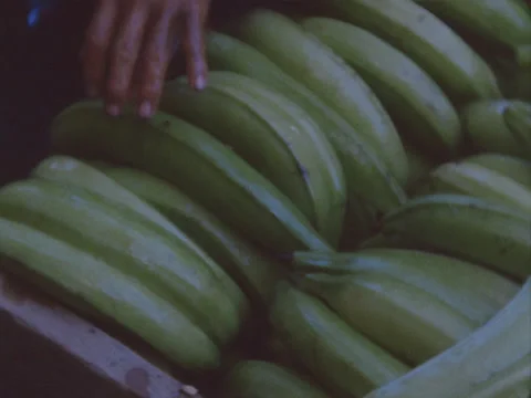 Close of stacking platanos in the bottom of a pirogue in the jungle of Panama. Stock Footage 148126427