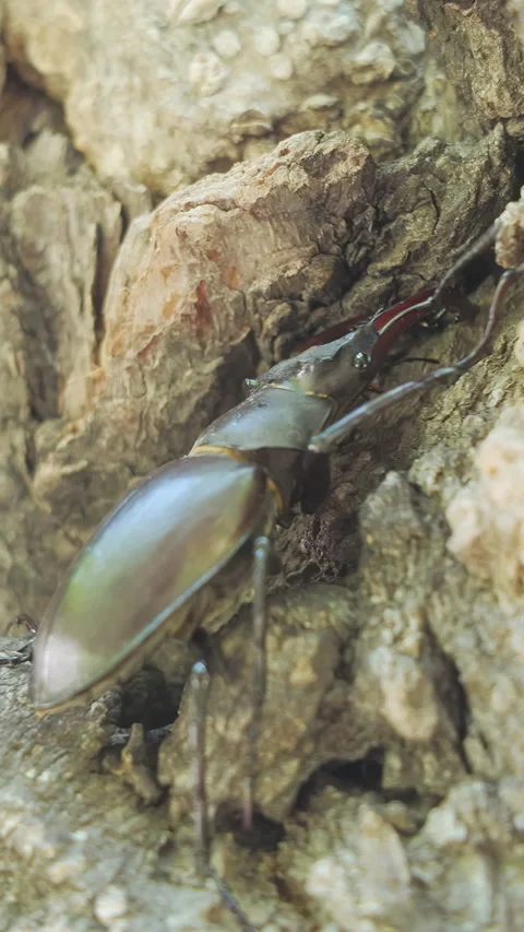 Close-up of Stag Beetle with big horns goes to hide in tree cavity Stock Footage 331609164