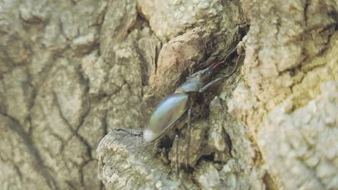 Close-up of Stag Beetle with big horns goes to hide in tree cavity Stock Footage 333595739
