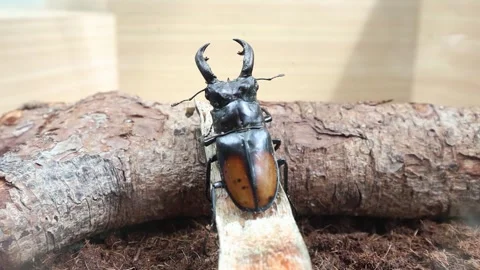 Close up of a stag beetle Stock Footage 310422711