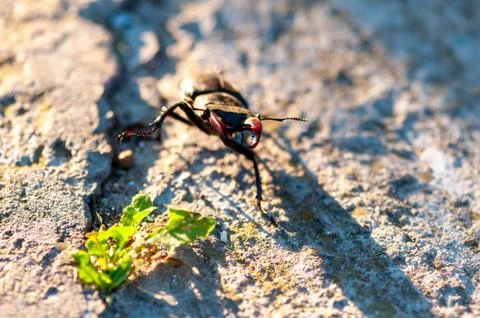 Close-up of a stag beetle Stock Photos