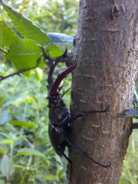 Close-up on a stag beetle Stock Photos