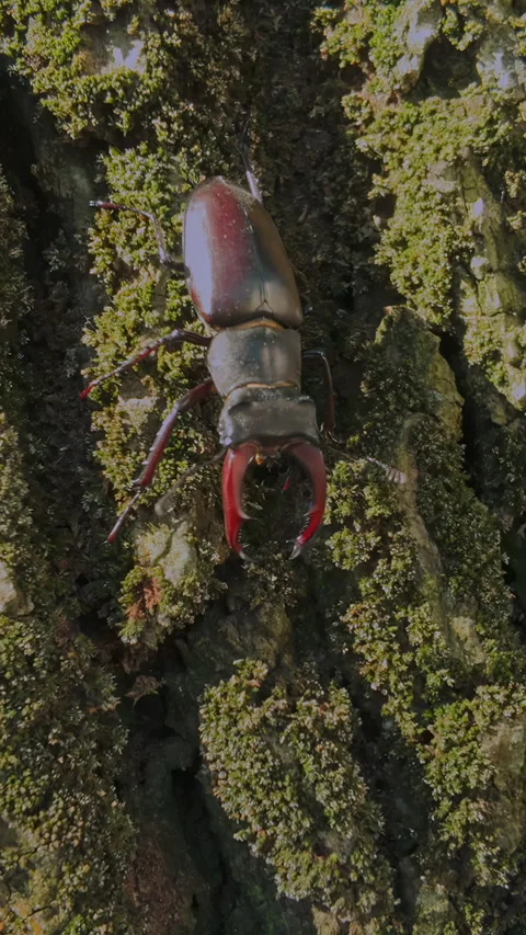 Close-up of Stag Beetle slowly descends heavily moss-covered, rough bark of an Stock Footage 346396682