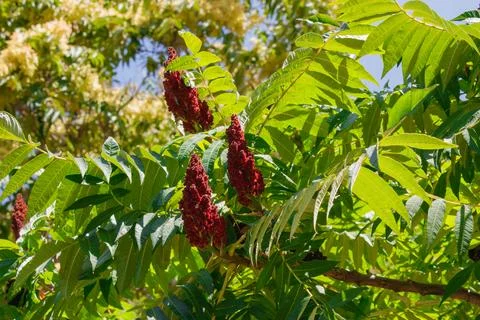Close-up of staghorn sumac tree with clusters of red cone-shaped fruits and.. Stock Photos