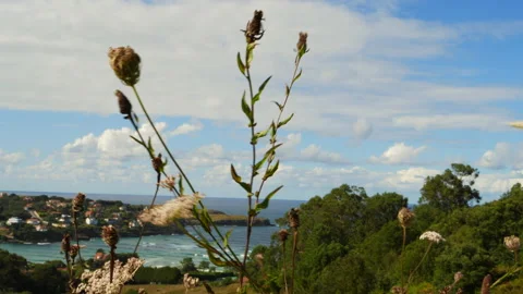 Close up Stalk sways Видео 142898169