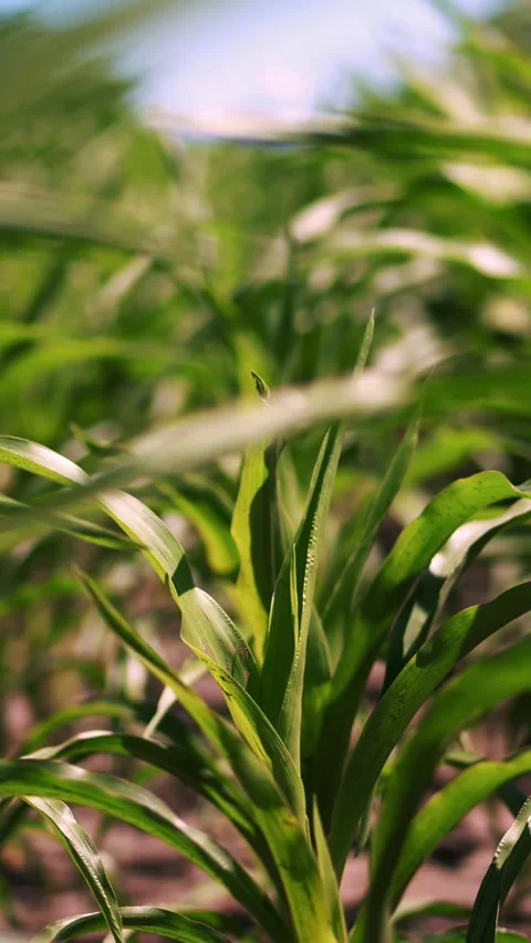 Close-up, stalks of young corn sway in the wind. young hybrid corn is sowed in Stock Footage 313242191