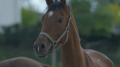 Close up of a stallion head Stock Footage 86768540