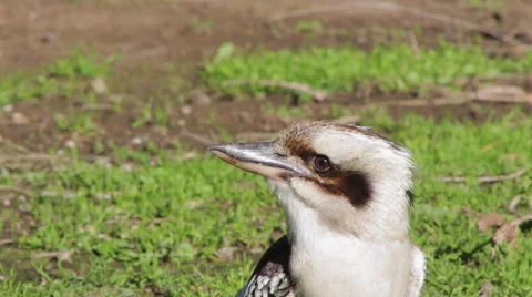 Close up of standing Kokaburra 스톡 동영상 67392873