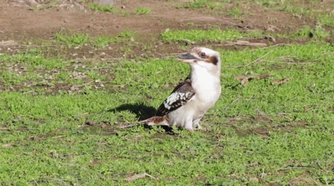 Close up of standing Kokaburra looking to the camera 스톡 동영상 67400765