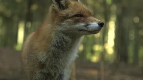 Close-up of the Standing Red Fox and Then it Sits Beautifully Stock Footage 268725254
