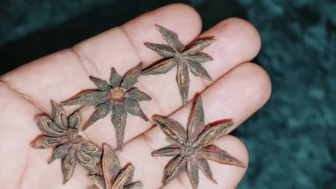 Close Up Star Anise Spice Aromatic Culinary And Medicinal Essential Stock Footage 333541779