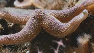 Close Up Of Star Fish/ Sea Star, Moving Very Slowly Stock Footage