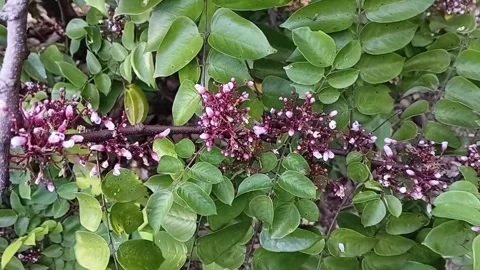 Close Up Of Star Fruit Tree Blossoms 動画素材 335275368
