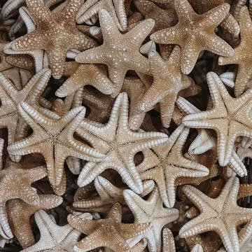 Close-Up of Starfish Pile on the Beach Stock Photos